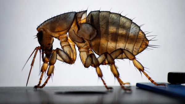 Why End of Lease Flea Treatment is Required